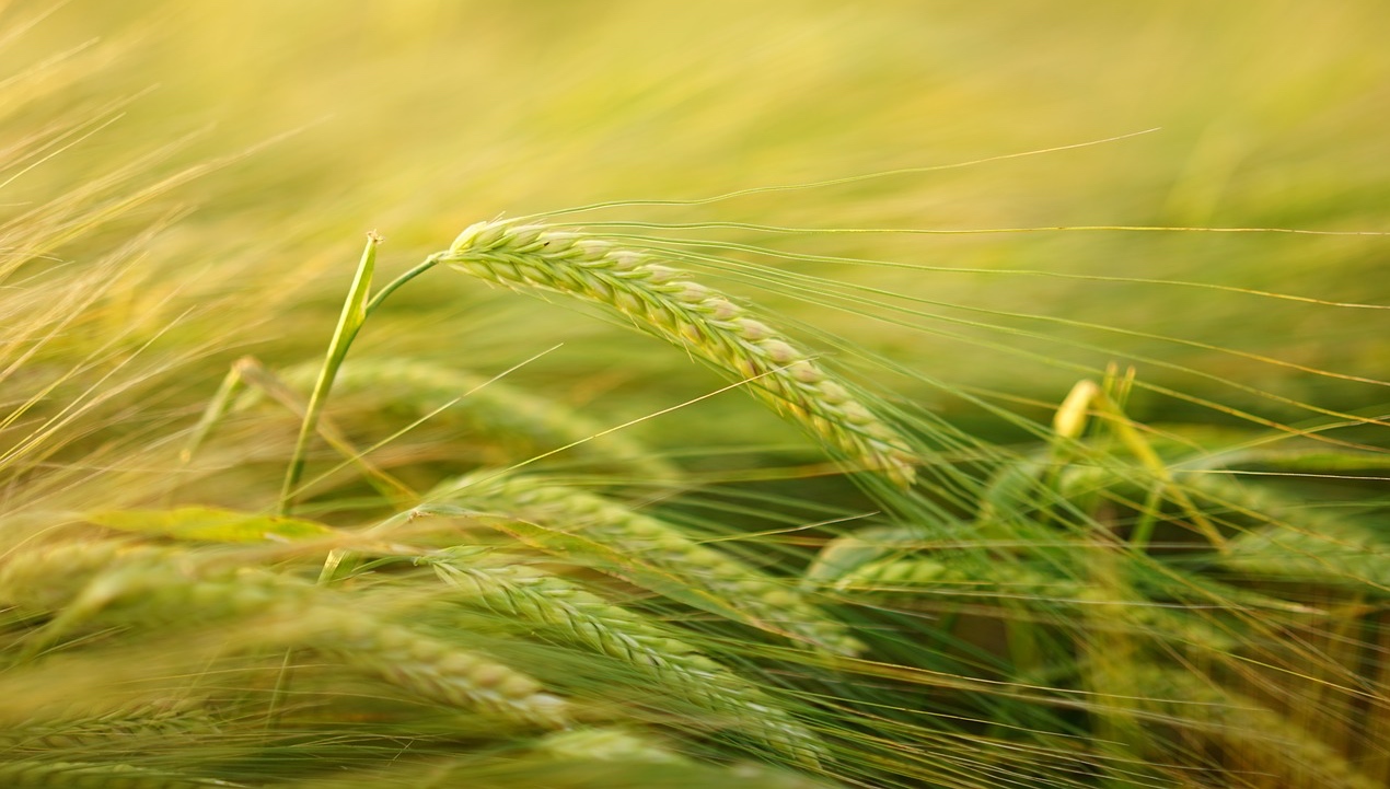 Agricultura, no es verde todo lo que reluce